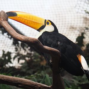 Toco toucan (Ramphastos toco), Sep 2nd, 2018