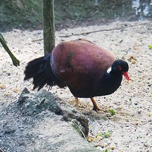 White-naped pheasant-pigeon (Otidiphaps aruensis), Sep 2nd, 2018