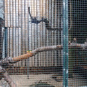 Aviary yellow-thighed caique (Sep 2nd, 2018)
