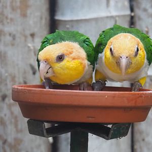 Yellow-thighed caiques (Pionites leucogaster xanthomeria), Sep 2nd, 2018