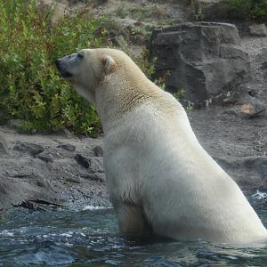 Polar Bear Post-Shake