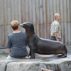 California Sea Lion