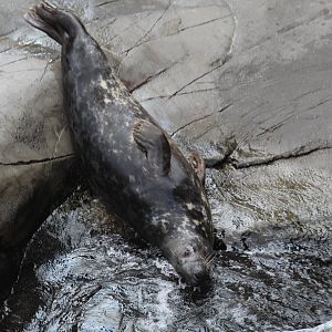 Baltic Grey Seal