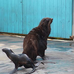 Northern Fur Seals