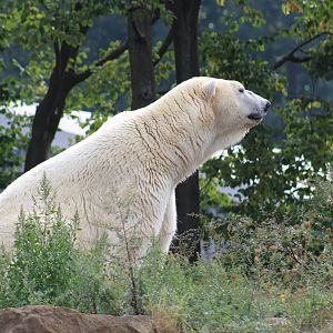 Polar Bear