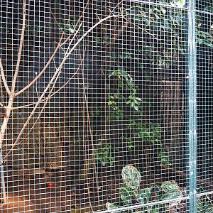 Aviary Montserrat oriole - Asian blue quail (Sep 2nd, 2018)