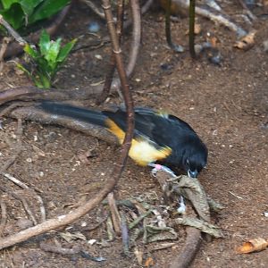 Montserrat oriole (Icterus oberi), Sep 2nd, 2018