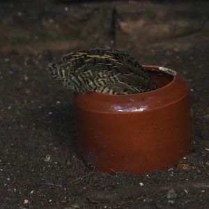 Female Asian blue quail or Chinese painted quail (Synoicus chinensis) diving into the feed bowl (Sep 2nd, 2018)