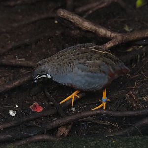 Male Asian blue quail or Chinese painted quail (Synoicus chinensis), Sep 2nd, 2018