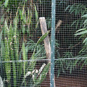 Aviary Tawny frogmouth - Superb parrot - Blue-faced honeyeater - Bali myna (Sep 2nd, 2018)