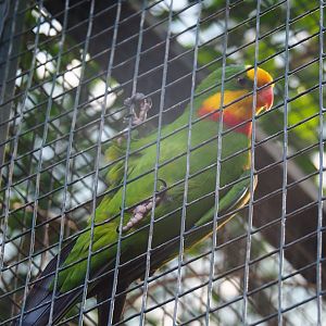Superb parrot (Polytelis swainsonii), Sep 2nd, 2018