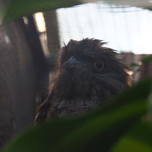 Tawny frogmouth (Podargus strigoides), Sep 2nd, 2018