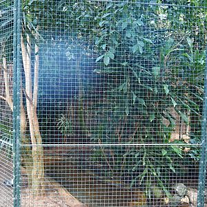 Aviary Lady Ross's turaco - Violet-backed starling - Bush thick-knee (Sep 2nd, 2018)