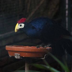 Lady Ross's turaco (Musophaga rossae), Sep 2nd, 2018