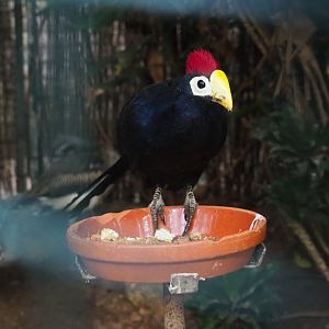 Lady Ross's turaco (Musophaga rossae), Sep 2nd, 2018