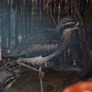 Bush thick-knee (Burhinus grallarius), sep 2nd, 2018