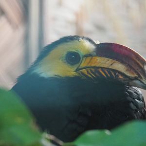 Southern Sulawesi tarictic hornbill (Rhabdotorrhinus exarhatus sanfordi), Sep 2nd, 2018