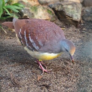 Cinnamon ground dove (Gallicolumba rufigula), Sep 2nd, 2018