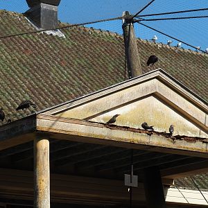 Cuban aviary - Inca terns and glossy ibis on roof of building (Sep 2nd, 2018)