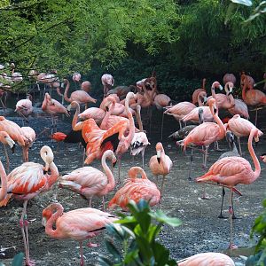 Cuban aviary - Caribbean flamingos (Phoenicopterus ruber), Sep 2nd, 2018
