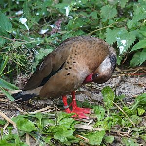 Cuban aviary - Brazilian teal (Amazonetta brasiliensis), Sep 2nd, 2018