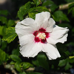 Hibiscus flower (Sep 2nd, 2018)
