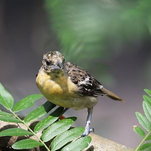 To be identified: from Akron Zoo's aviary for native bird species