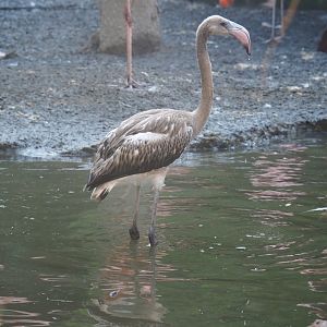 Cuban aviary - Juvenile Caribbean flamingo (Phoenicopterus ruber), Sep 2nd, 2018