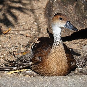 Cuban aviary - Black-billed whistling duck (Dendrocygna arborea), Sep 2nd, 2018