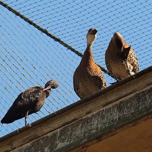 Cuban aviary - Glossy ibis (Plegadis falcinellus) and Black-billed whistling duck (Dendrocygna arborea), Sep 2nd, 2018