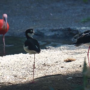 Cuban aviary - Black-necked stilts (Himantopus mexicanus), Sep 2nd, 2018