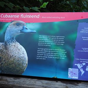 Sign black-billed whistling duck (Sep 2nd, 2018)