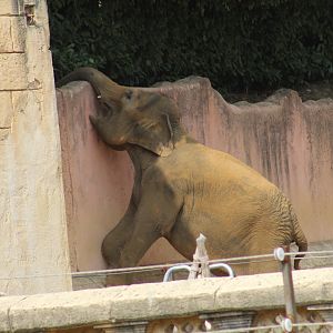 Asian Elephant