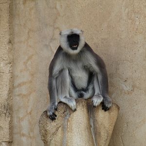 Hanuman Langur