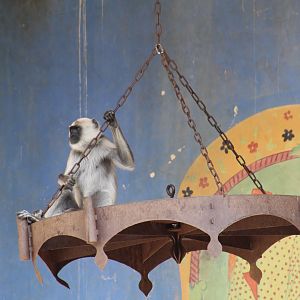 Hanuman Langur on Chandelier