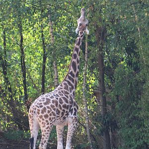 Baringo Giraffe