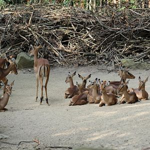 Impala Herd