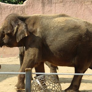 Bornean-Hybrid Elephant