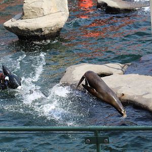 Sea Lion Show