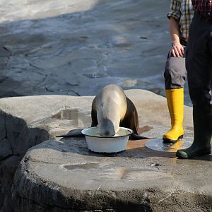 Sea Lion Show