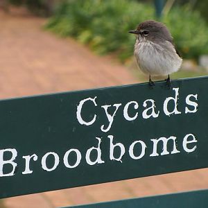 African Dusky Flycatcher