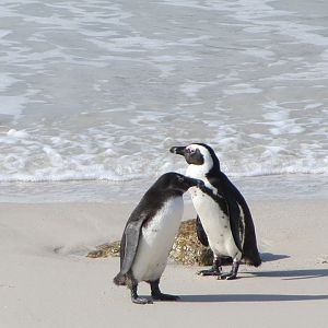 African Penguins