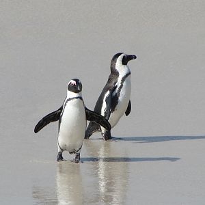 African  Penguins