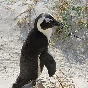 African Penguin