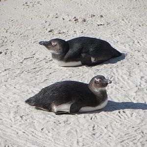African Penguins