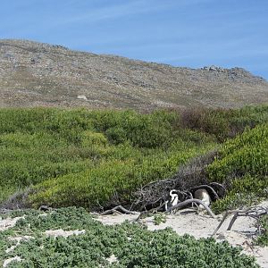 African Penguin Colony