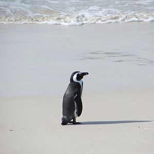 African Penguin