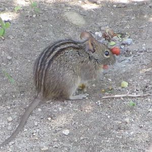 Four-striped Grass Mouse