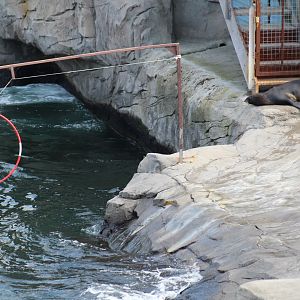 Grey Seal and Fur Seal