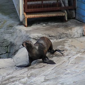 Northern Fur Seal
